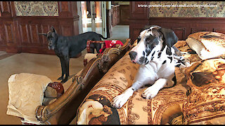 Funny Great Danes and Cat Help To Make The Bed