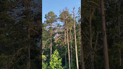 #baldeagle #arkansas #summer #lakelife #lake