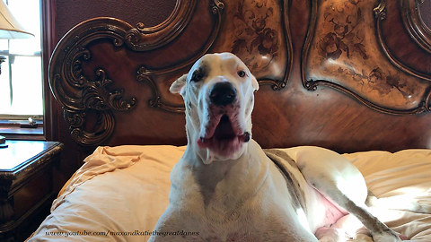 Max the Hilarious Singing Deaf Great Dane