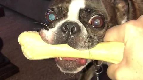Angry Boston Terrier won't share bone with anyone