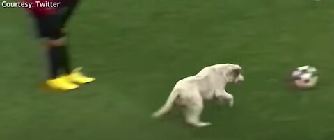 How a dog Brought a Sports game to a Halt!