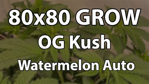 🥦 INDOOR GROW IM 80x80 SETUP VEGI WOCHE 5 (OG Kush, Watermelon Automatic)