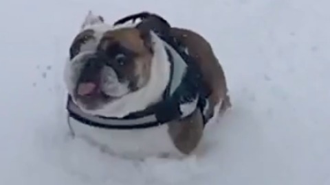 English Bulldog Agnes playing Snow Plow in Slow Motion