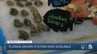 Florida-grown oysters now available at area restaurants