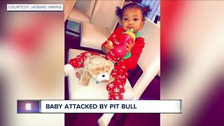 Investigation continues after pit bull attacks toddler