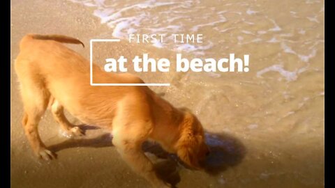 Puppy visits beach for the first time!