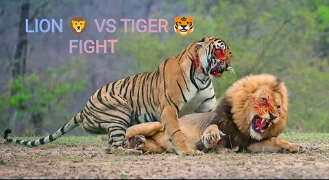 Lion Vs Tiger Real Fight to Death New Original Video | Lion VS Tiger - Who will win in a fight 🤬