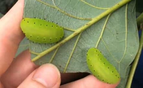 Insetos translúcidos comem folhas de abacate