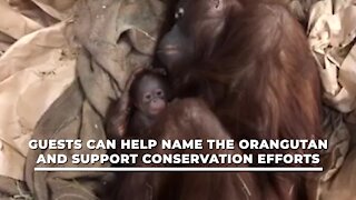 First baby orangutan born at the Cleveland Zoo since 2014