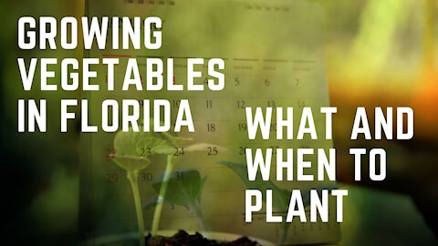 Growing Vegetables in Florida: What & When to Plant
