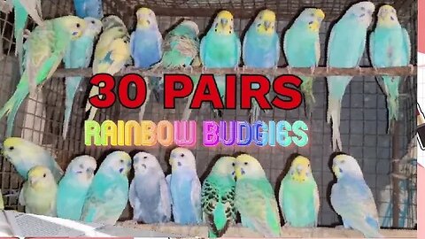 #rainbow budgies#budgies#budgie#cockatiel#lovebirds#parrots#birds#lovebirds#australian parrots#