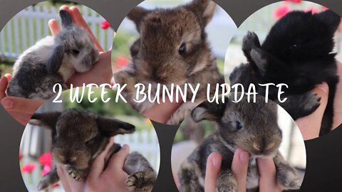 Update: Baby Holland Lop Bunnies, 7 weeks old