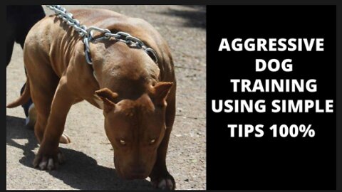 How to train dog to become aggressive