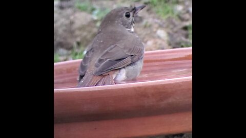 Sparrow in bird bath