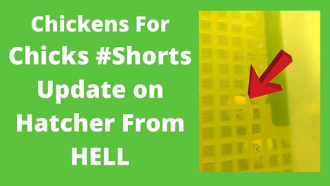 Update On Hatcher From Hell #Shorts