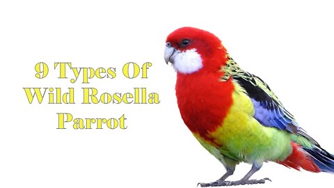 9 Different Types of Wild Rosella Parrots You Must Know | Biki's Aviary | #RosellaParrot