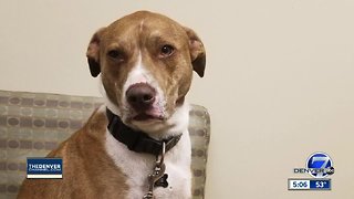Longmont woman claims her dog ate THC