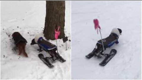 Paralysé, ce chien a droit à ses propres skis
