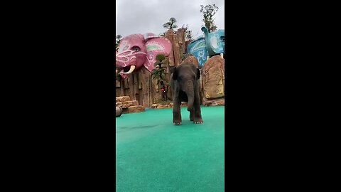 Elephant Viral Dance