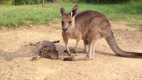 Heartwarming Kangaroo pets a fluffy Cat