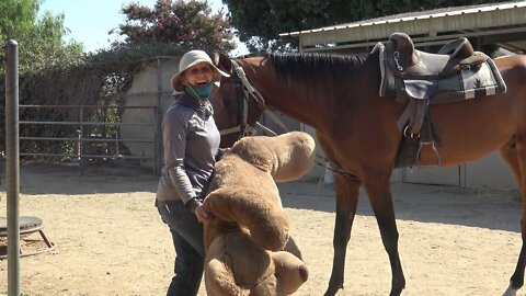 Totem 5yr old Ahkal-Teke Gelding Ground Driving