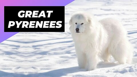 Great Pyrenees 🐶 One Of The Best Cold-Weather Dog Breeds #shorts