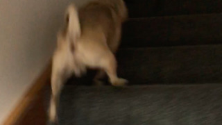 Pug climbs stairs in very peculiar fashion