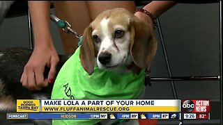Rescues in Action July 20 | Lola needs forever pal