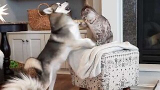 Cão faz batota para ganhar luta contra gata!