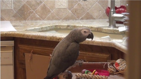 Egotistical parrot claims he's "awesome" and "sweet"