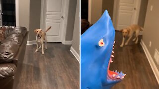 Labrador Gets Humorously Scared By Owner's Shark Puppy