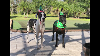 Florida Great Danes Look Great Dressed As A Christmas Tree And An Elf