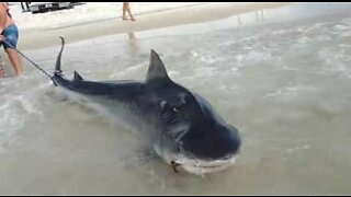 Gigante squalo tigre catturato da una rete da pesca