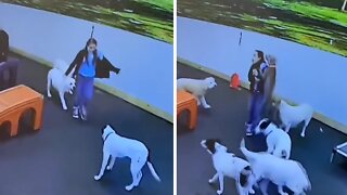 Pup gets super excited to see owner in doggy daycare