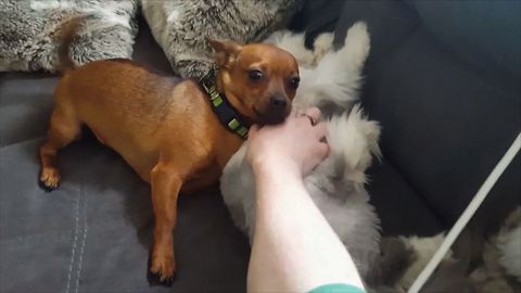 Jealous Dog Is Green With Envy Watching Owner Pet The Cat
