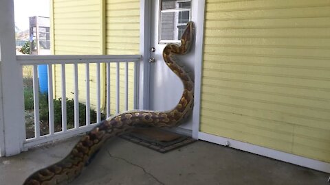 amazing smart animals invade peoples homes