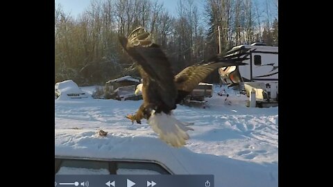 Screaming Eagle in full dive bomb mode, talons out and forward!
