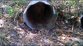 Puppy loves the culvert