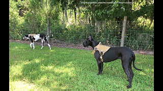 Great Danes Enjoy a Walk With New Harnesses