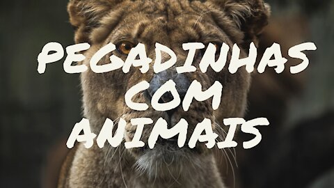 Pegadinha Engraçada falso leão e Falso Tigre Pegadinha Para cachorro