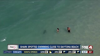 Sharks seen near swimmers on Florida's east coast