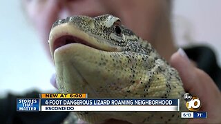 4-foot dangerous lizard roaming neighborhood