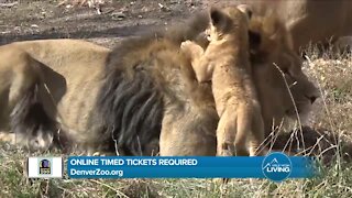 Denver Zoo // Come See The Animals Safely!