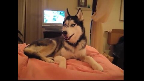 Cute Video - Husky Dog - Husky Dog Talking I love you