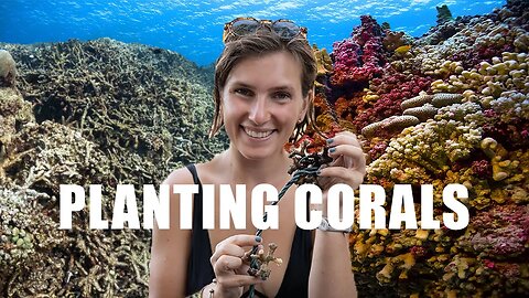 We plant corals in the Caribbean (much harder than we thought) - EP 71