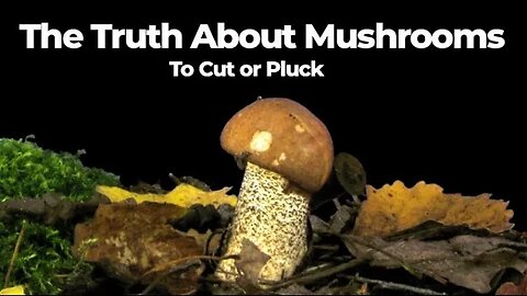 The Truth About Mushrooms- To Cut or Pluck
