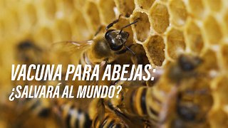 Vacuna para abejas