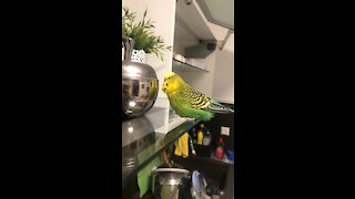 Budgie is singing