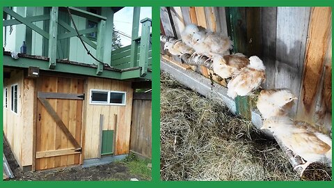 Time Lapse Chicken Coop Build (2017)