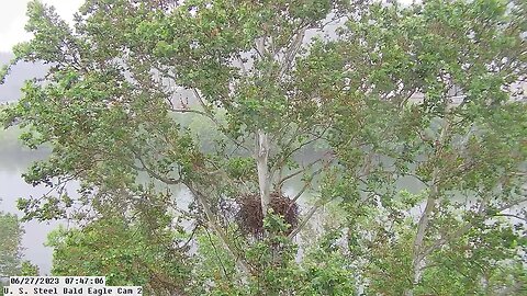 USS Bald Eagle Cam 2 6/27/23 @ 7:47:14 Hop does a fly by above the nest.